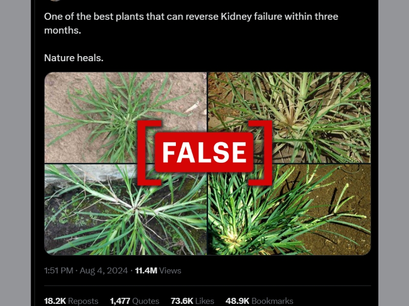 Screenshot of viral post that claims that Eleusine Indica (Indian Goosegrass) can reverse kidney failure in three months . (Source: X/Modified by Logically Facts)